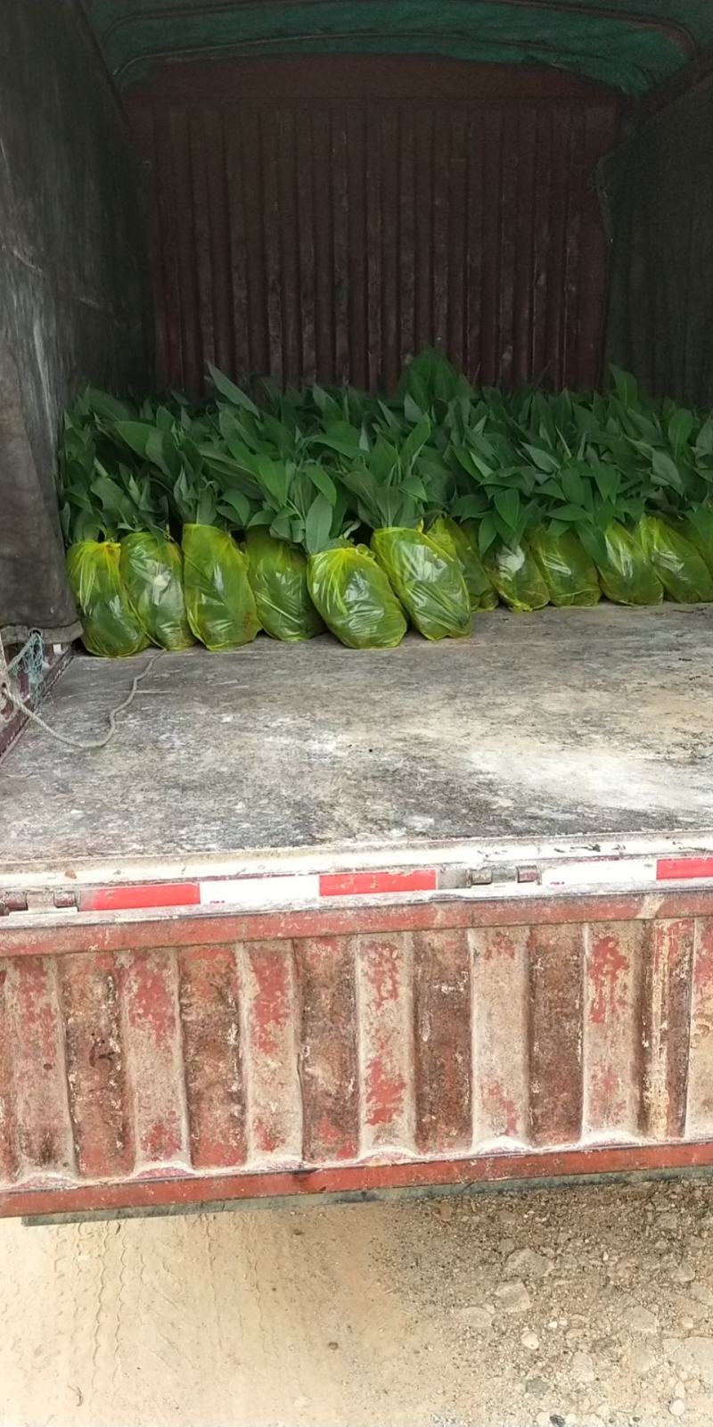 【苗圃直发】香蕉苗广西红香蕉苗专业技术培育欢迎选购
