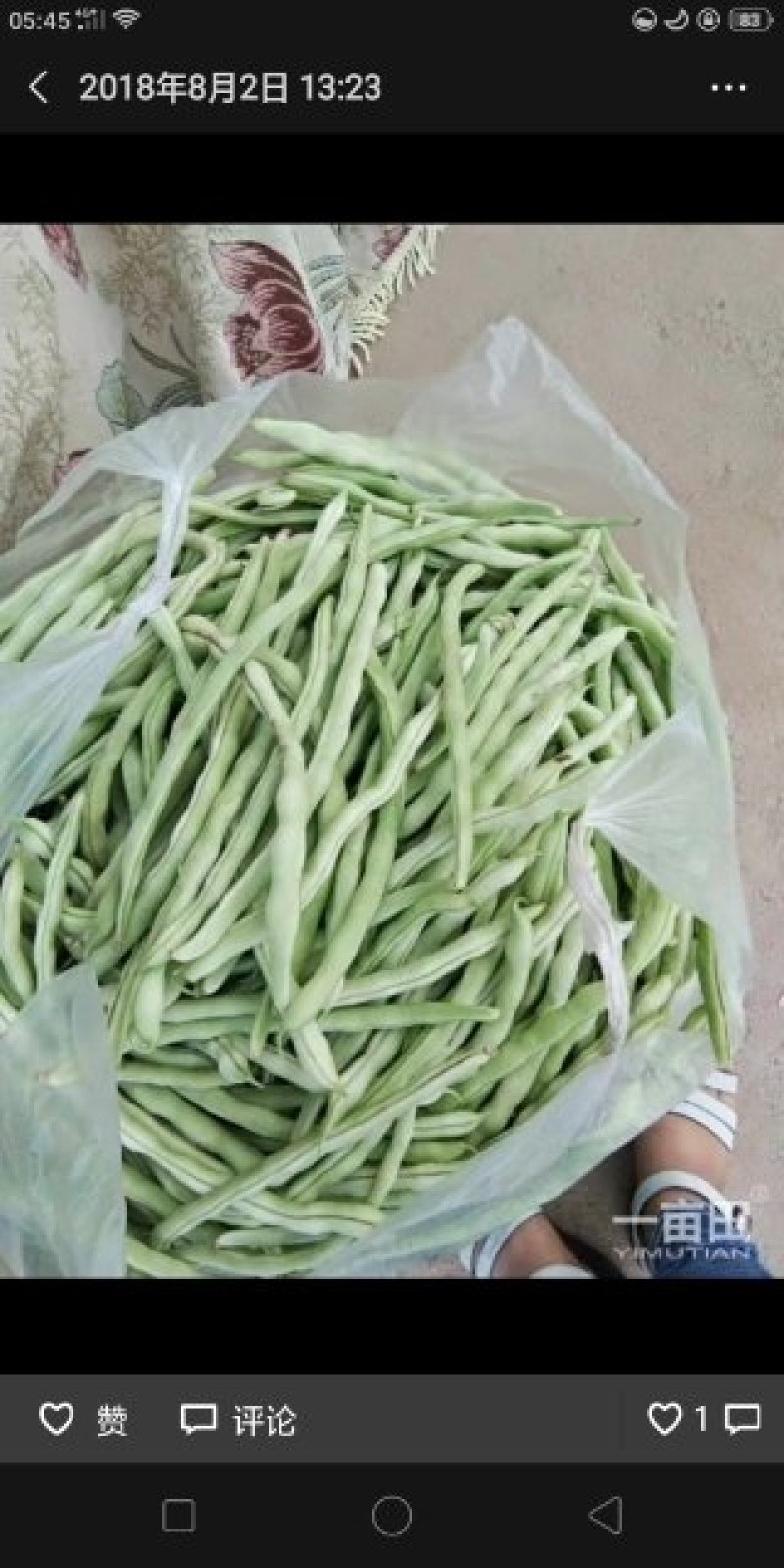 白无丝云豆