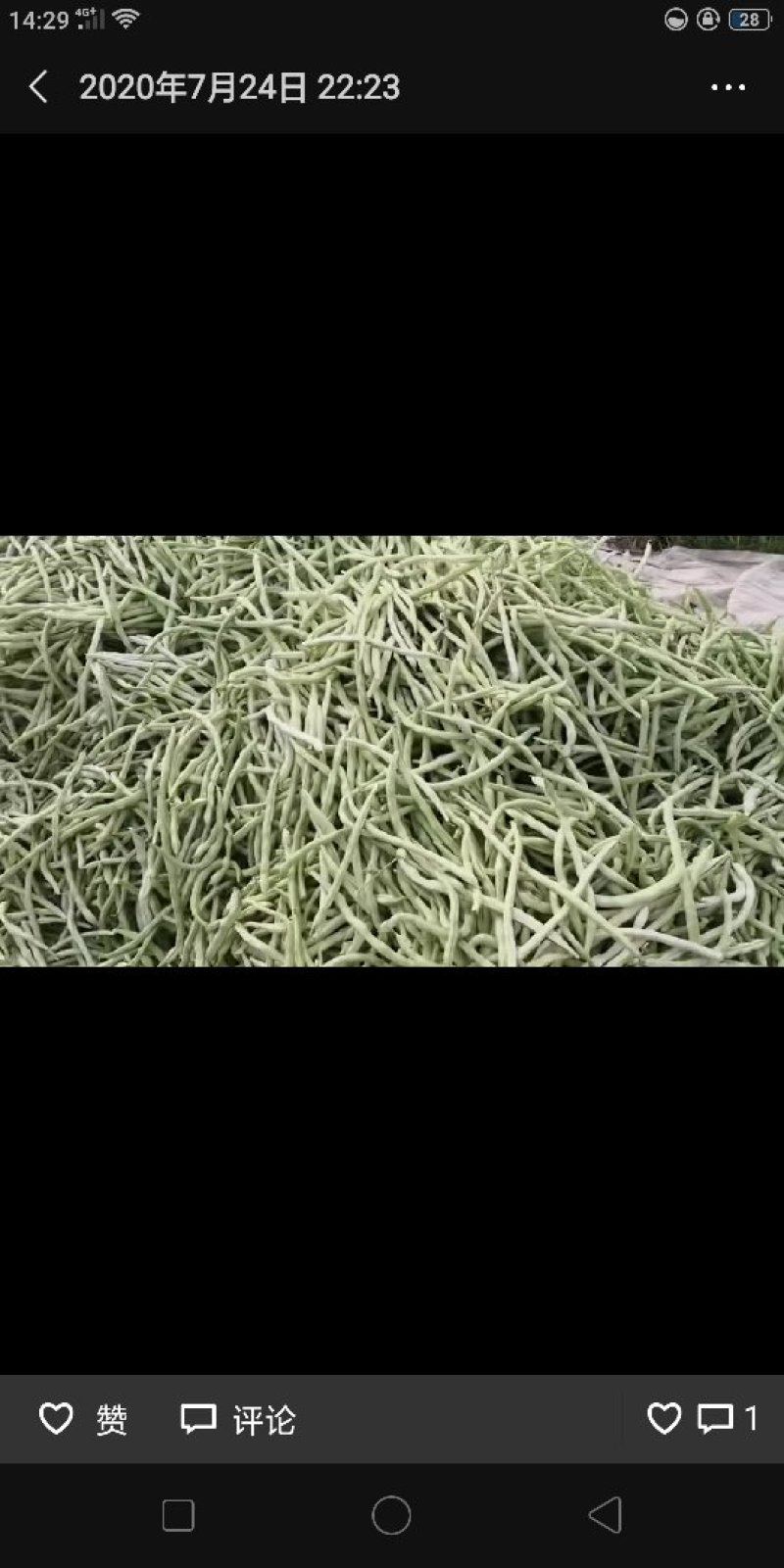 白无丝云豆