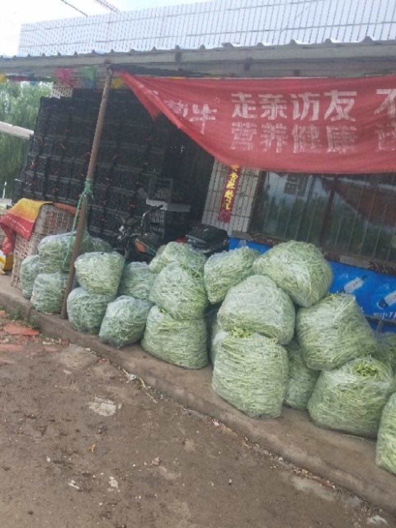 白无丝云豆