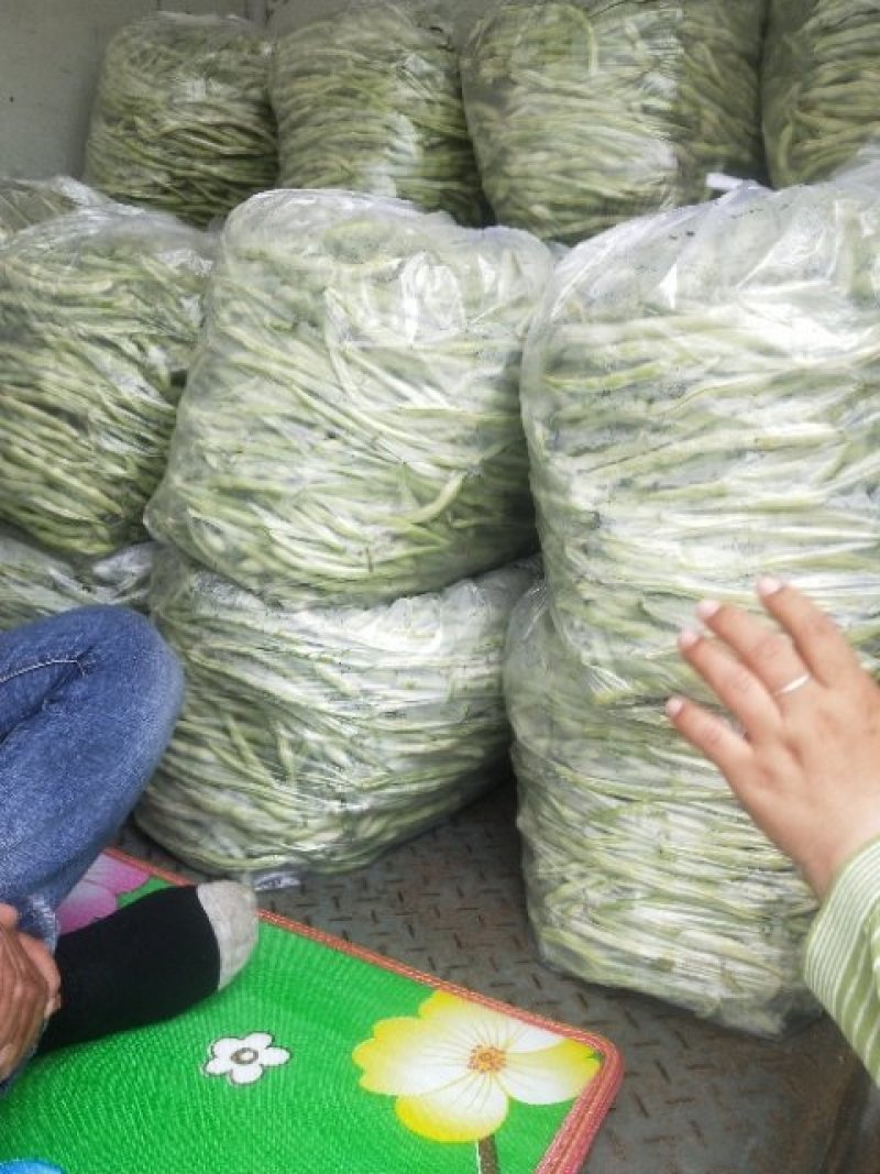 白无丝云豆