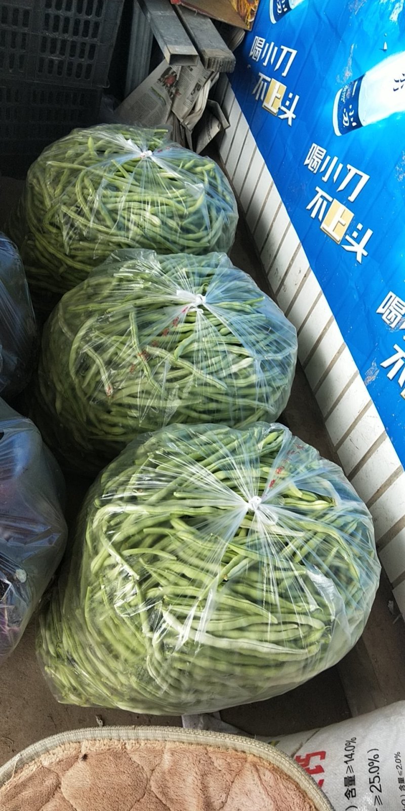 白无丝云豆