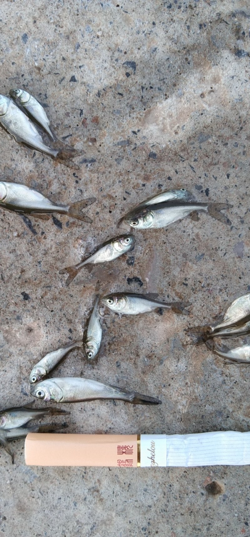 花鲢鱼苗(鳙鱼苗)各种规格，一斤二百尾到几十尾