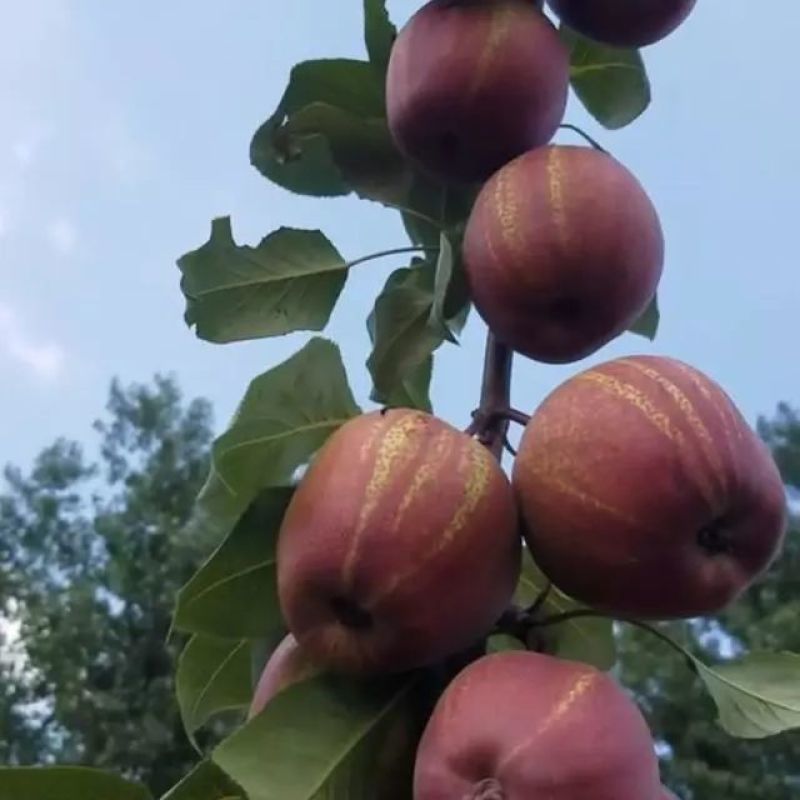 早苏红梨树苗，苗壮，根系发达，成熟期在8月份。