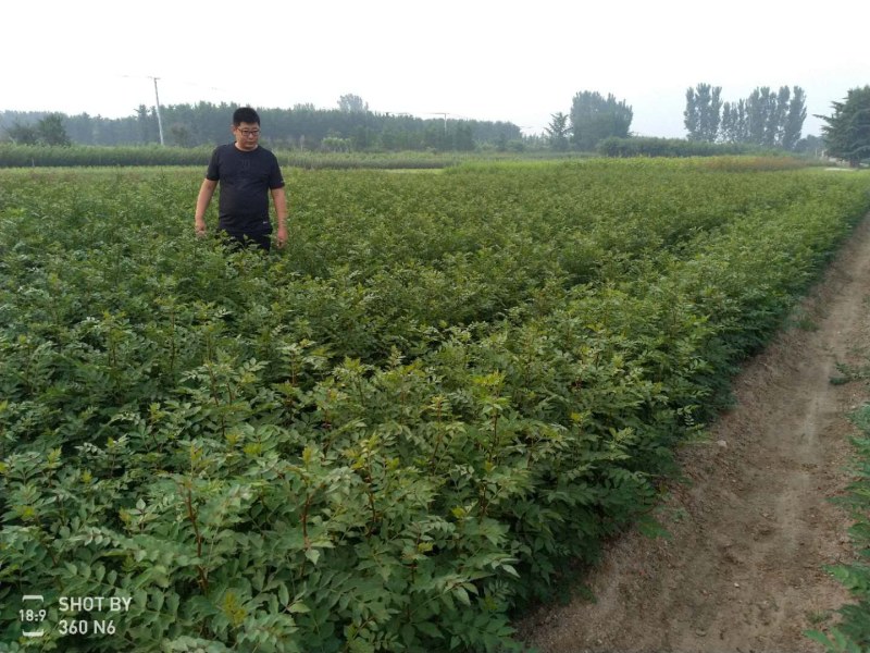 花椒苗价格低，质量好，基地直供，成活率高泰山大红袍花椒苗