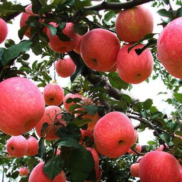 富士苹果树苗烟富十苹果苗70~80cm80cm以上