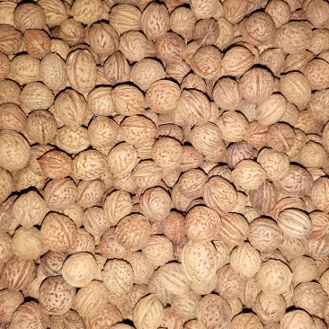 山桃胡，中药类，文玩工艺品类。