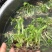 广西农科院直销脱毒香蕉苗西贡蕉苗皇帝蕉苗红香蕉苗