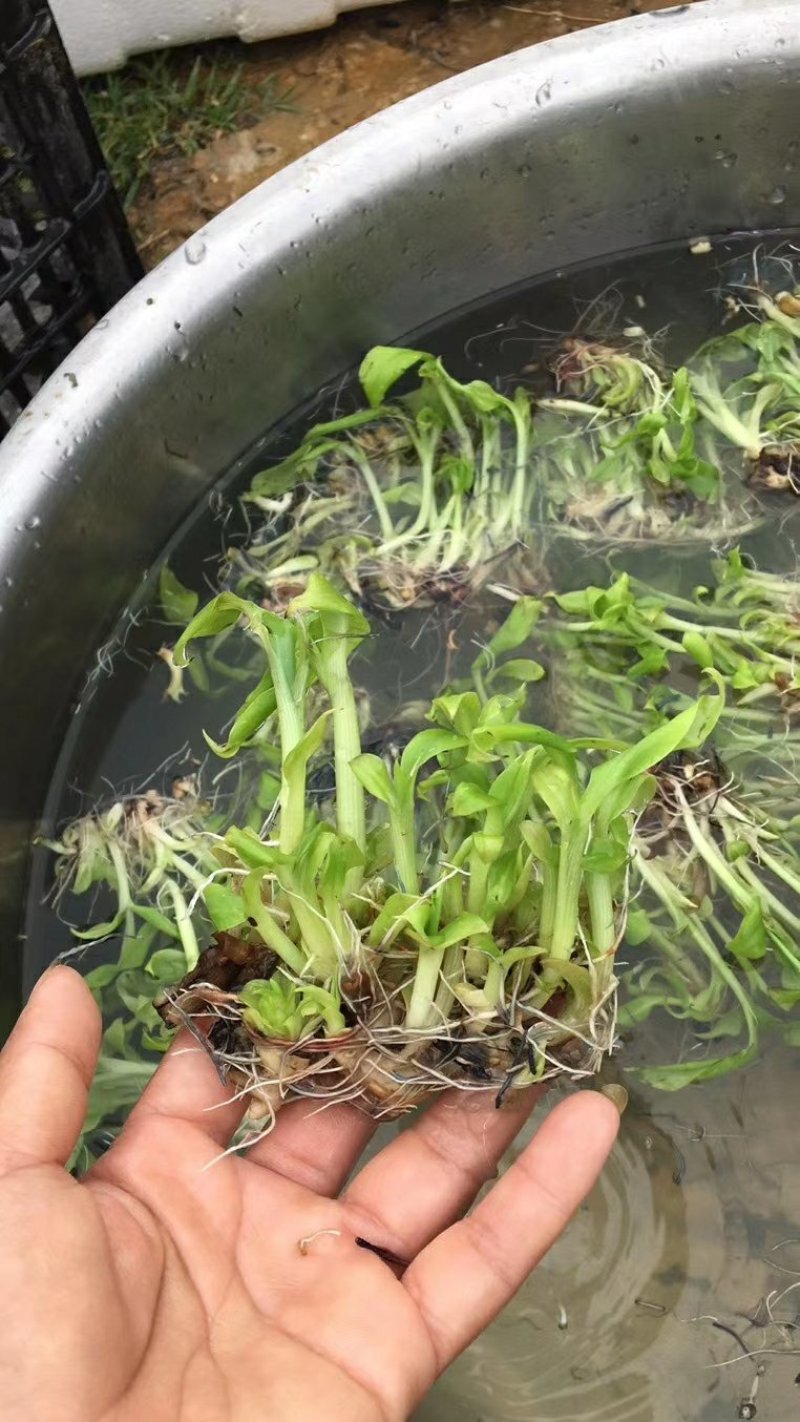 广西农科院直销脱毒香蕉苗西贡蕉苗皇帝蕉苗红香蕉苗