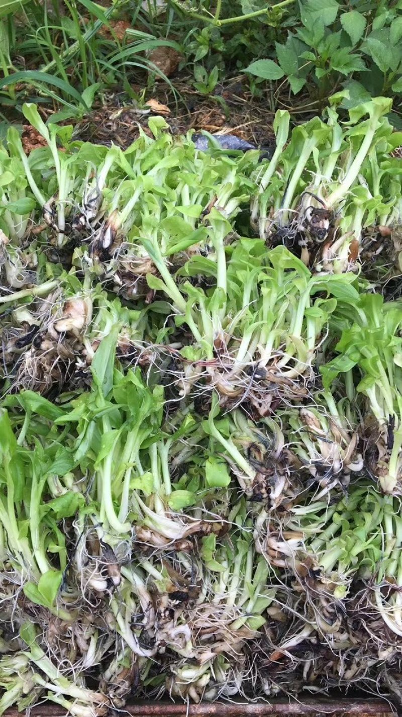 广西农科院直销脱毒香蕉苗西贡蕉苗皇帝蕉苗红香蕉苗