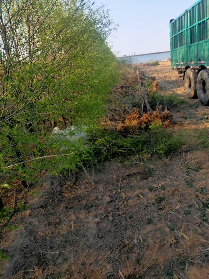 大量出售大田定植华北卫矛球，又名丝绵木球，地径3-8公分