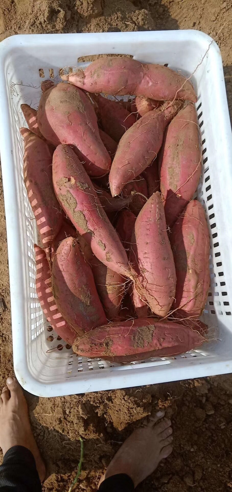 蜜薯专供，商超专供，支持各种规格，