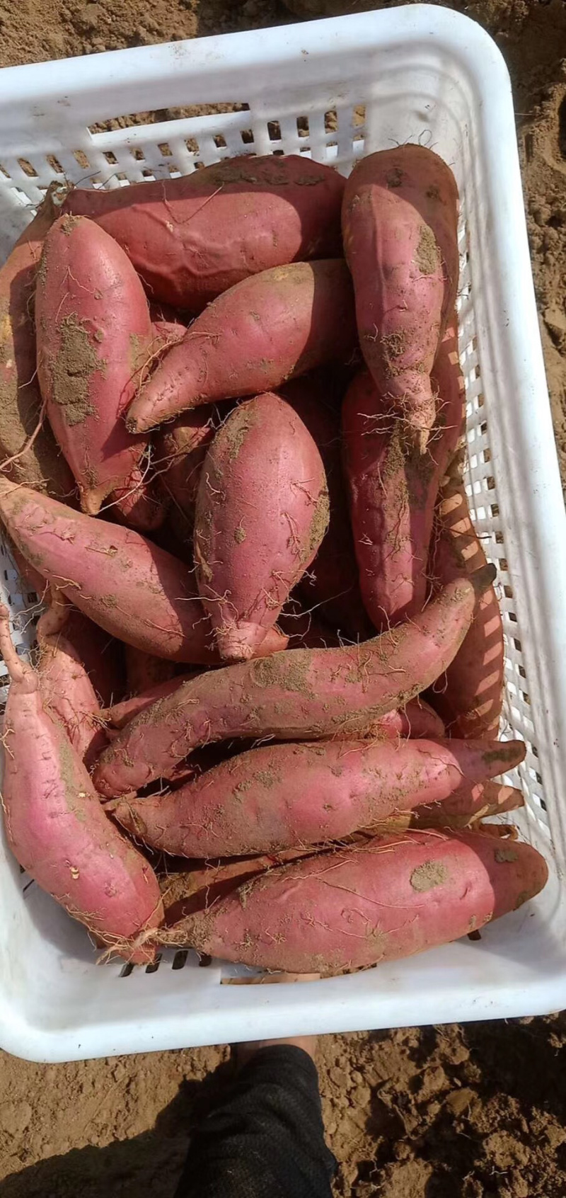 蜜薯专供，商超专供，支持各种规格，