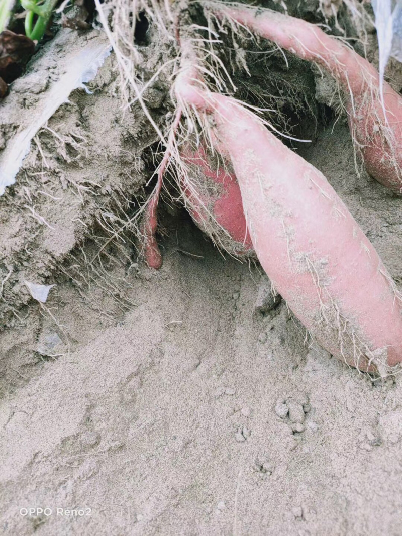 蜜薯专供，商超专供，支持各种规格，
