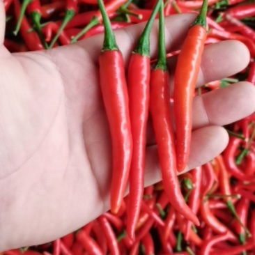 小米辣量大质量优！！