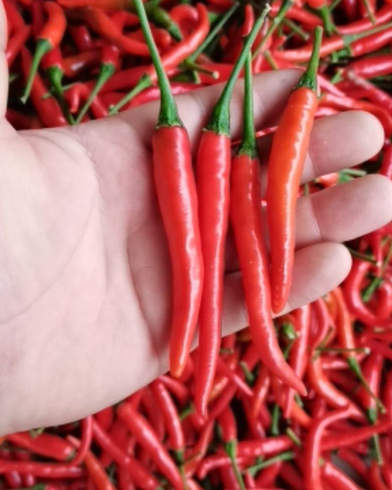 小米辣量大质量优！！