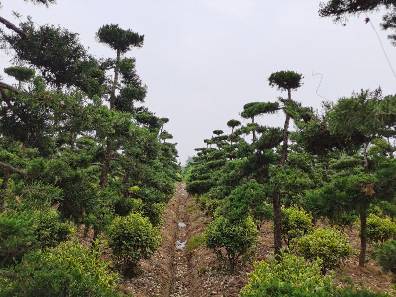 基本供应各种造型龙柏！造型松