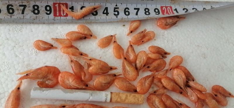 水煮虾，大小已分类，干净无杂质