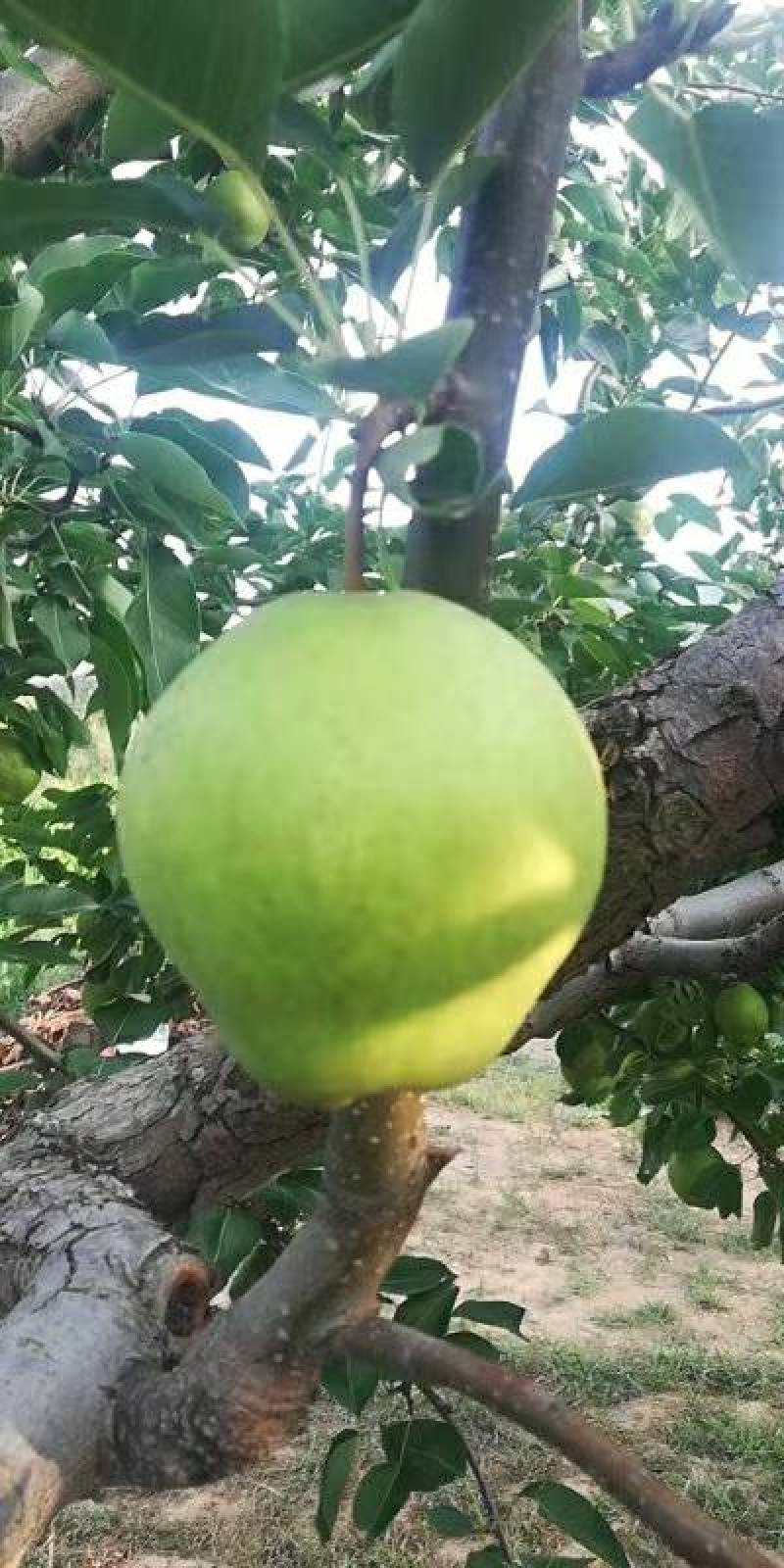 早金酥梨开始上市了欢迎各地客商前来定购