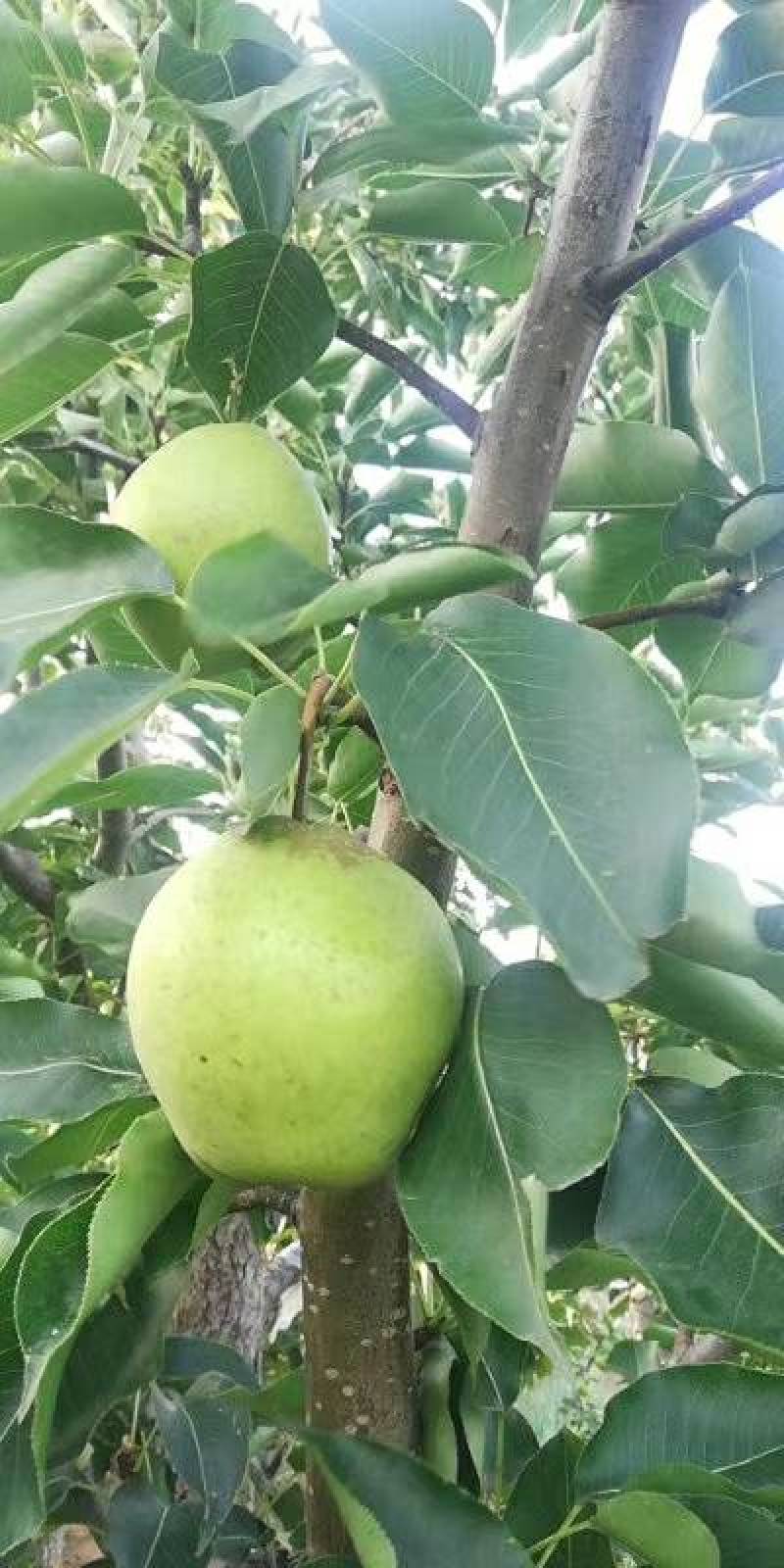 早金酥梨开始上市了欢迎各地客商前来定购