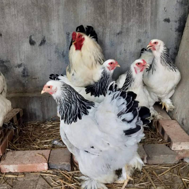梵天鸡价格观赏鸡批发养殖场婆罗门观赏鸡