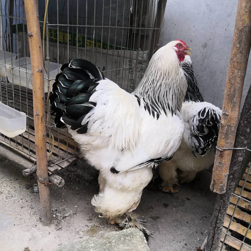 梵天鸡价格观赏鸡批发养殖场婆罗门观赏鸡