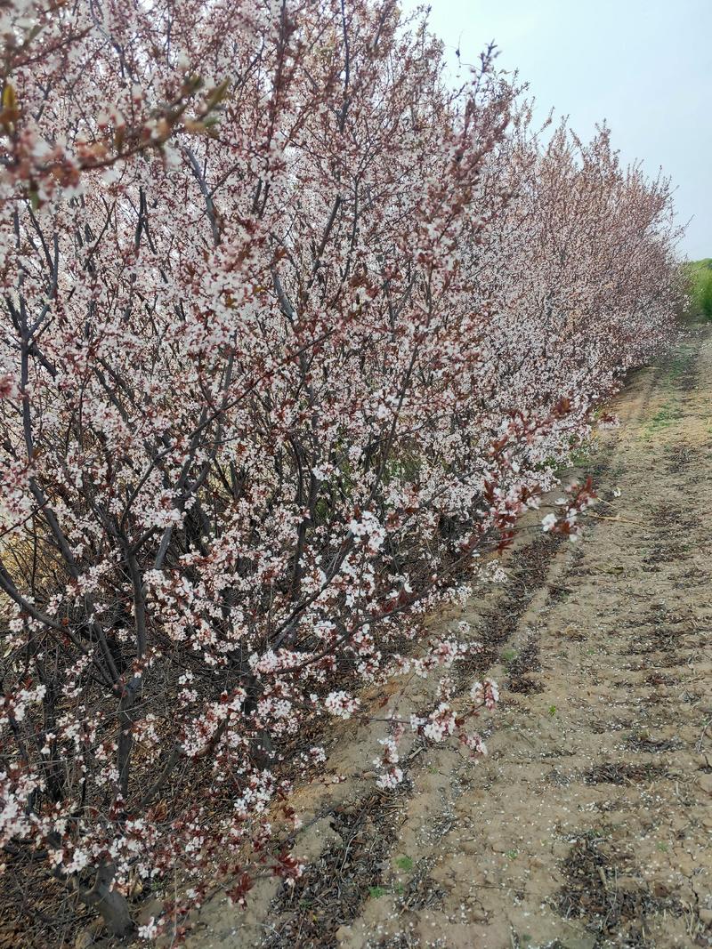 出售5-8-12公分紫叶李，基地直供，支持线上保障交易