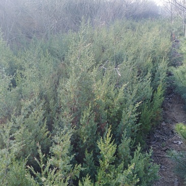 山西绛县优质冬凌草繁育基地