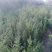 山西绛县优质冬凌草繁育基地