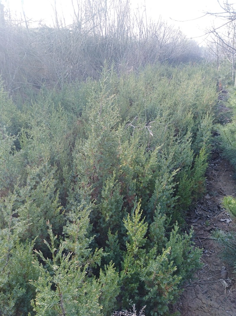 山西绛县优质冬凌草繁育基地