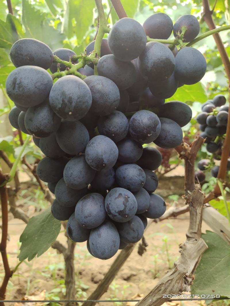 龙口夏黑葡萄5%以下1~2斤基地直发对接商超团购