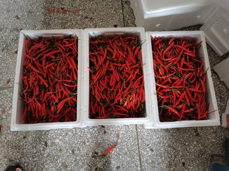 小米辣量大质量优！！