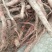 野生丹参个子大别山野生中药材河南信阳野生丹参