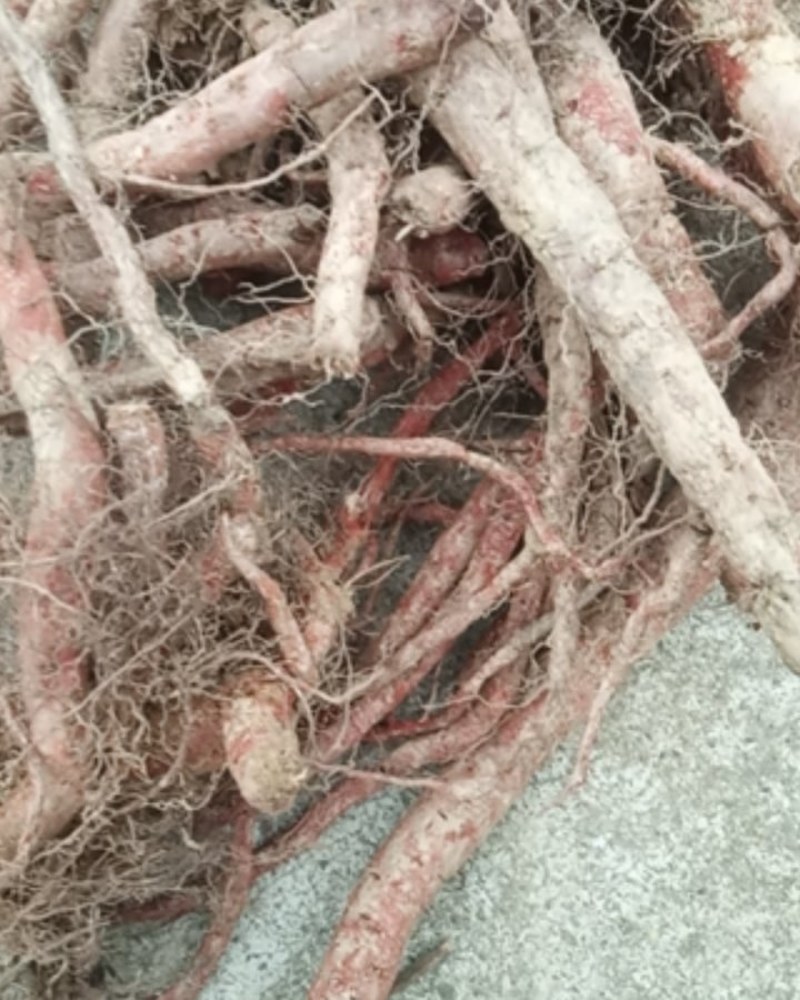 野生丹参个子大别山野生中药材河南信阳野生丹参