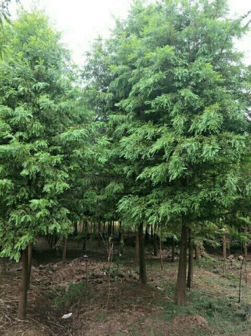 杉树，规格齐全，树型好，成活率高，服务至上，包上大车，
