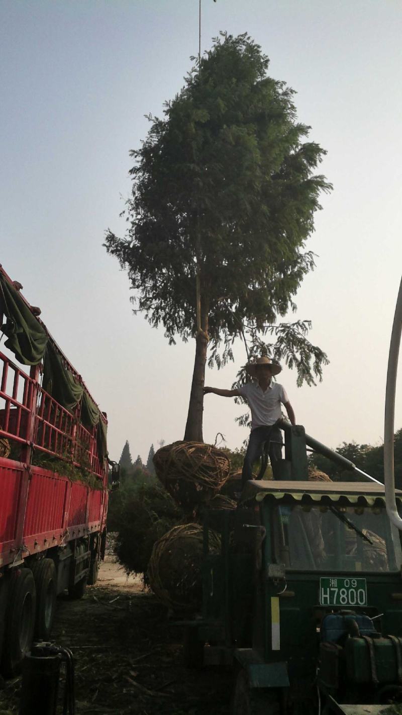 杉树，规格齐全，树型好，成活率高，服务至上，包上大车，