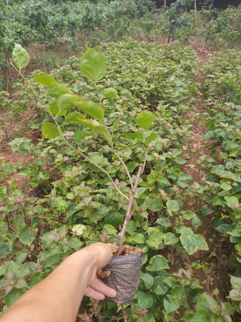 大红三角梅九重葛笼子规格齐全现挖现发对接市政园林