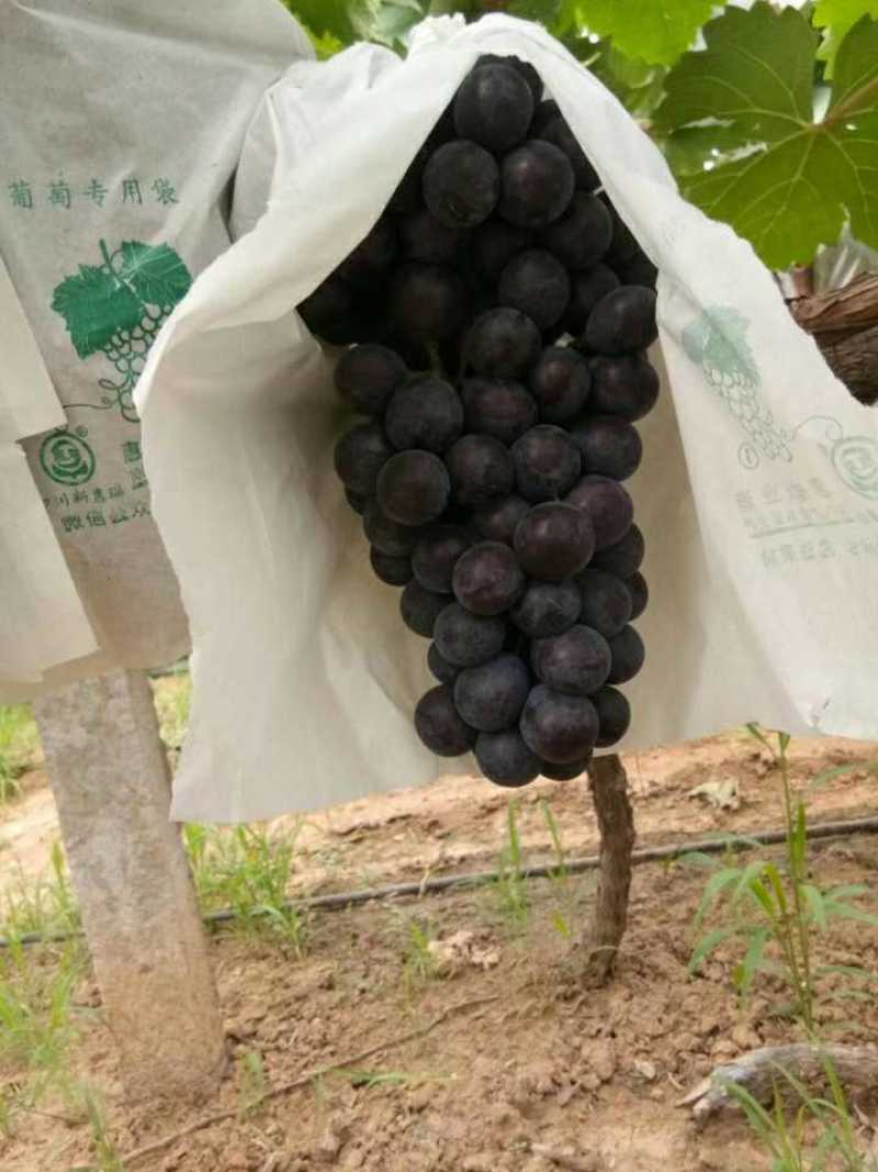 巨峰葡萄大量供应，货源集中