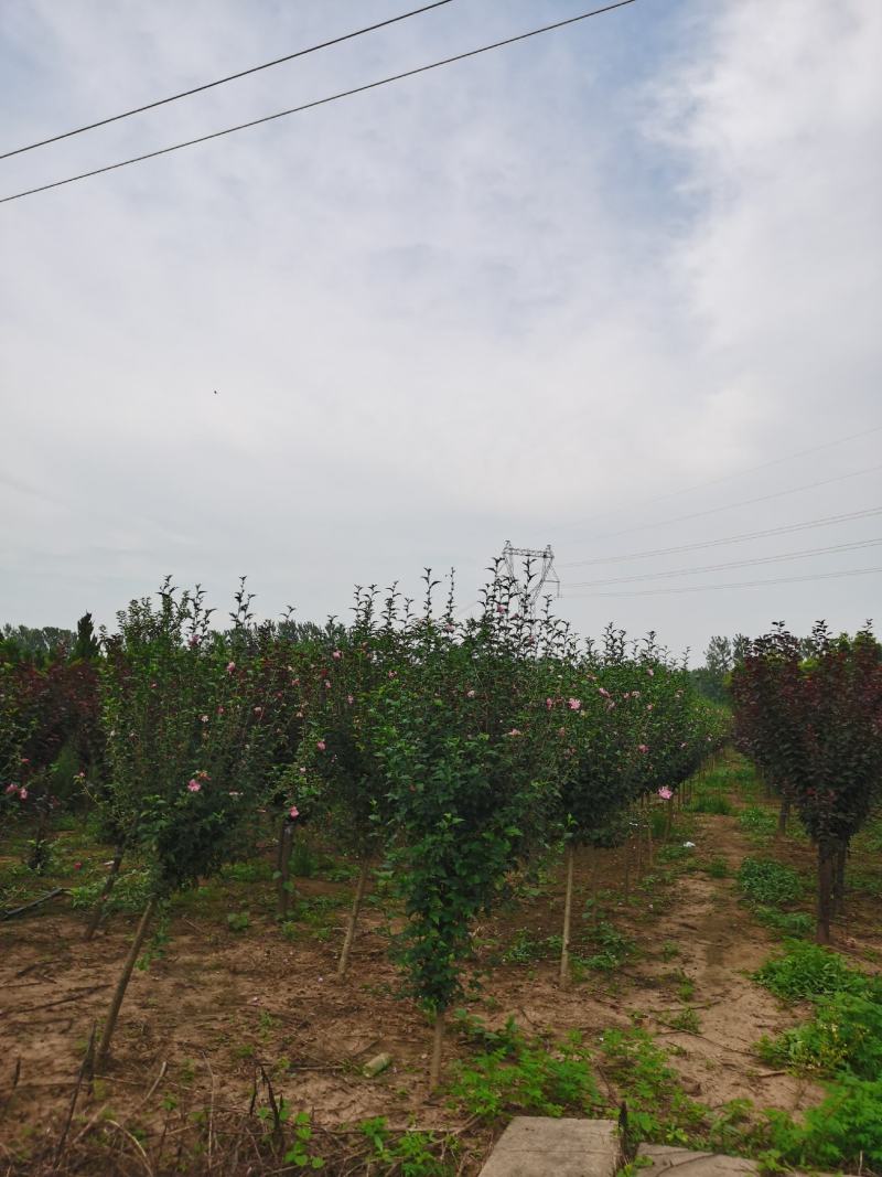 基地供应木槿！木槿产地/图片/行情