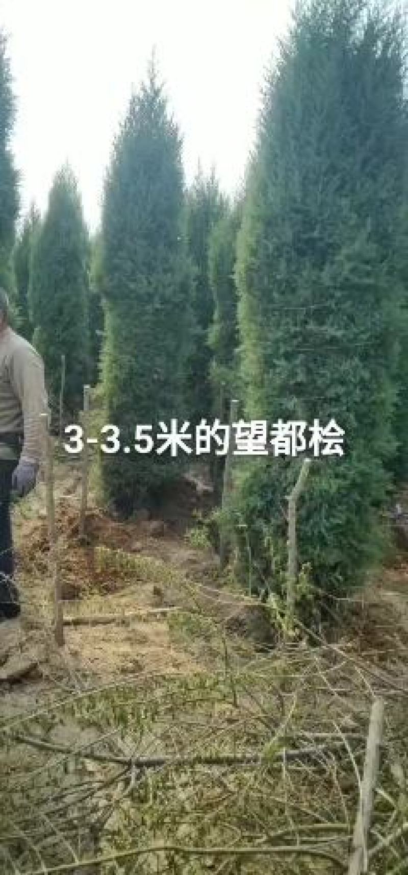 出售定植北京桧，基地直供，支持线上交易