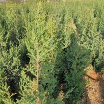 出售定植北京桧，基地直供，支持线上