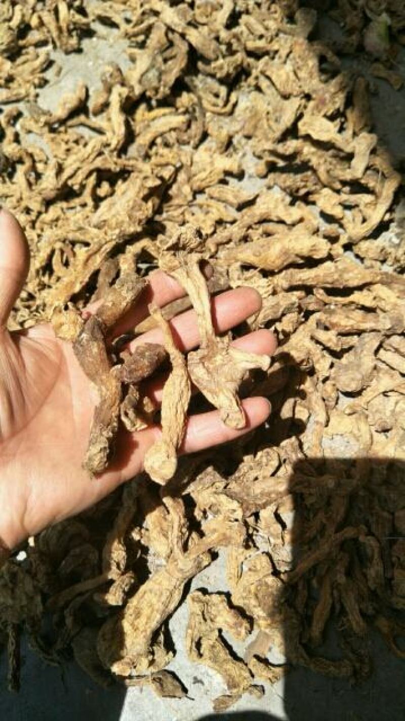 秦岭山区鸡头黄精、甜黄精、干黄精丶药食两用干黄精