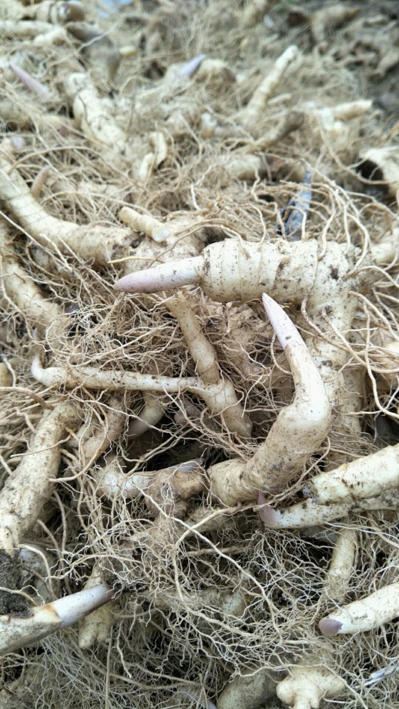 秦岭山区鸡头黄精、甜黄精、干黄精丶药食两用干黄精