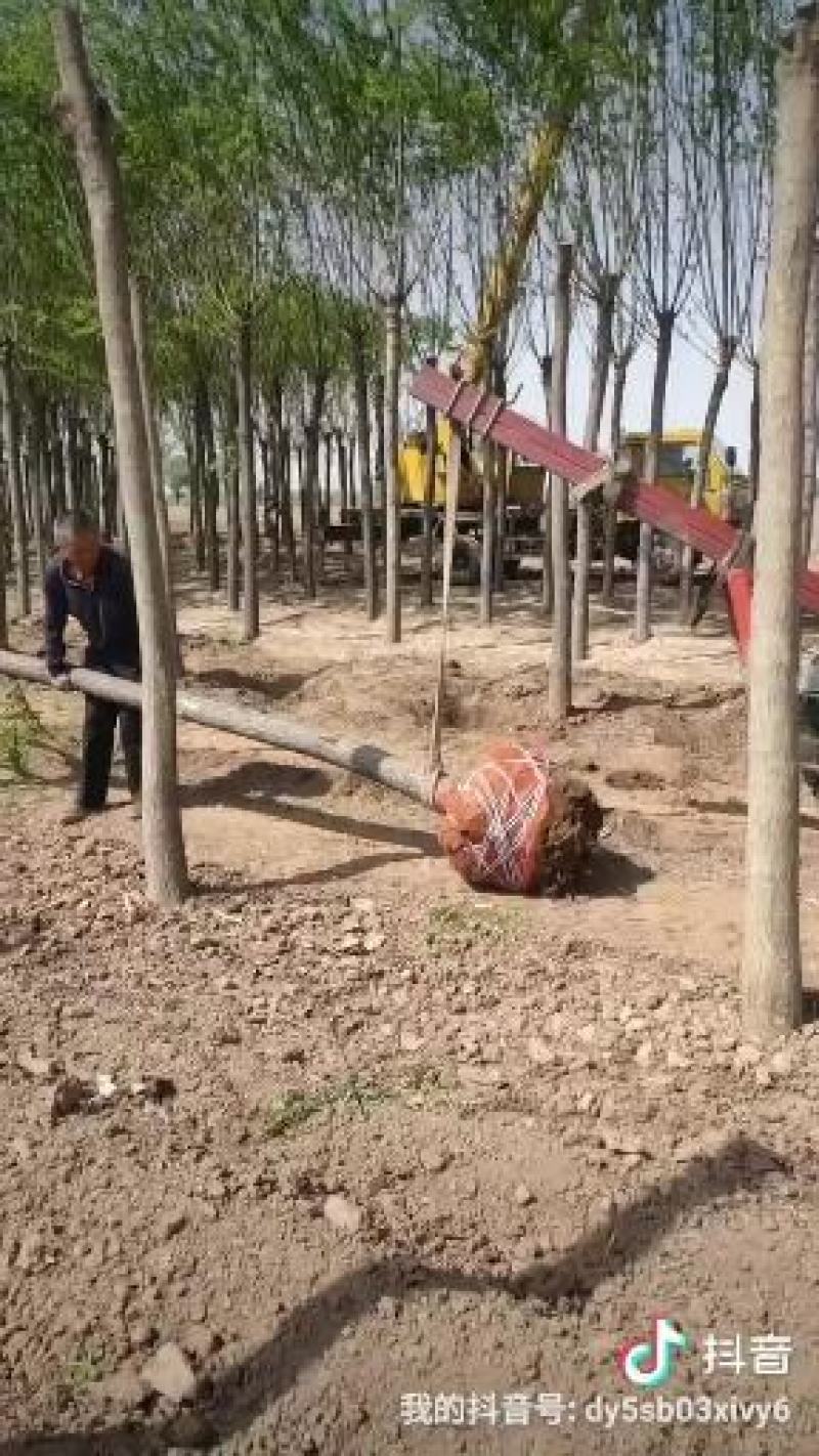 出售定杆发帽旱柳，8-12公分，基地直供，支现场看货