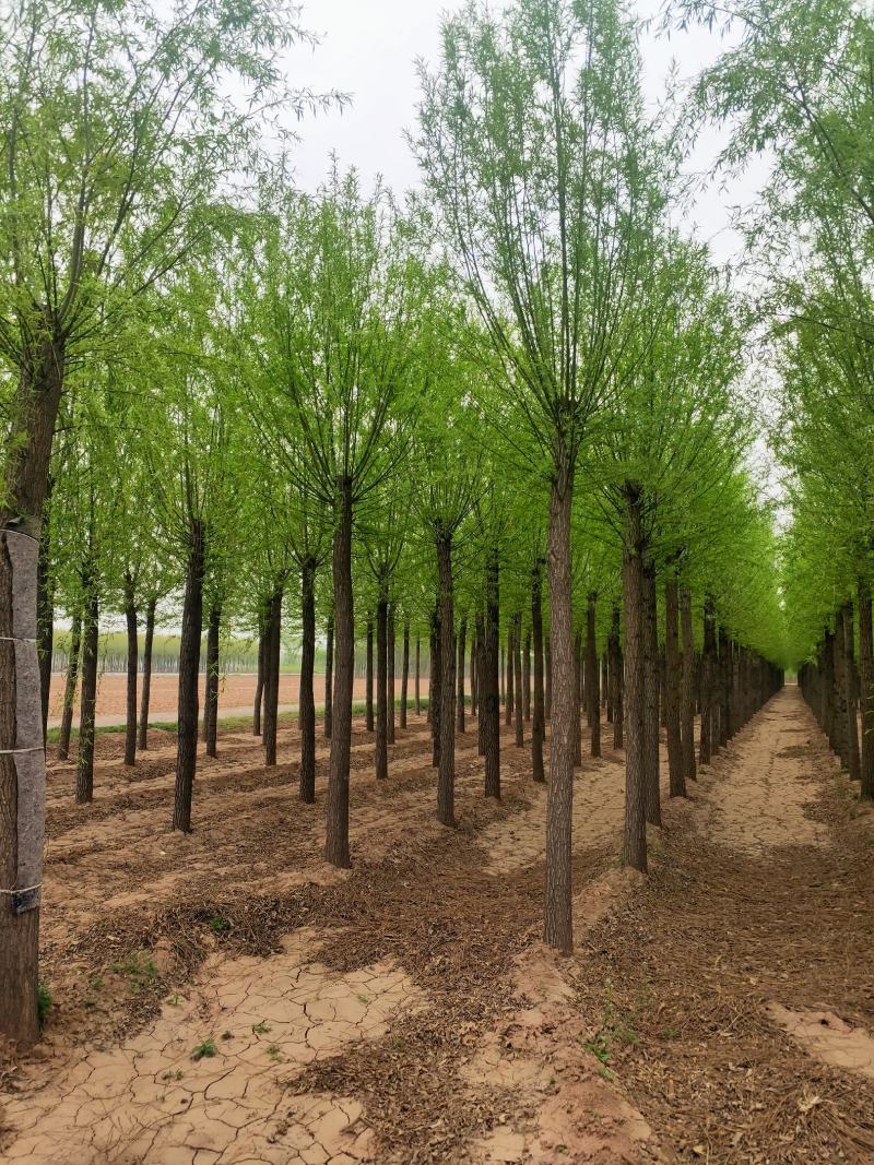 出售定杆发帽旱柳，8-12公分，基地直供，支现场看货