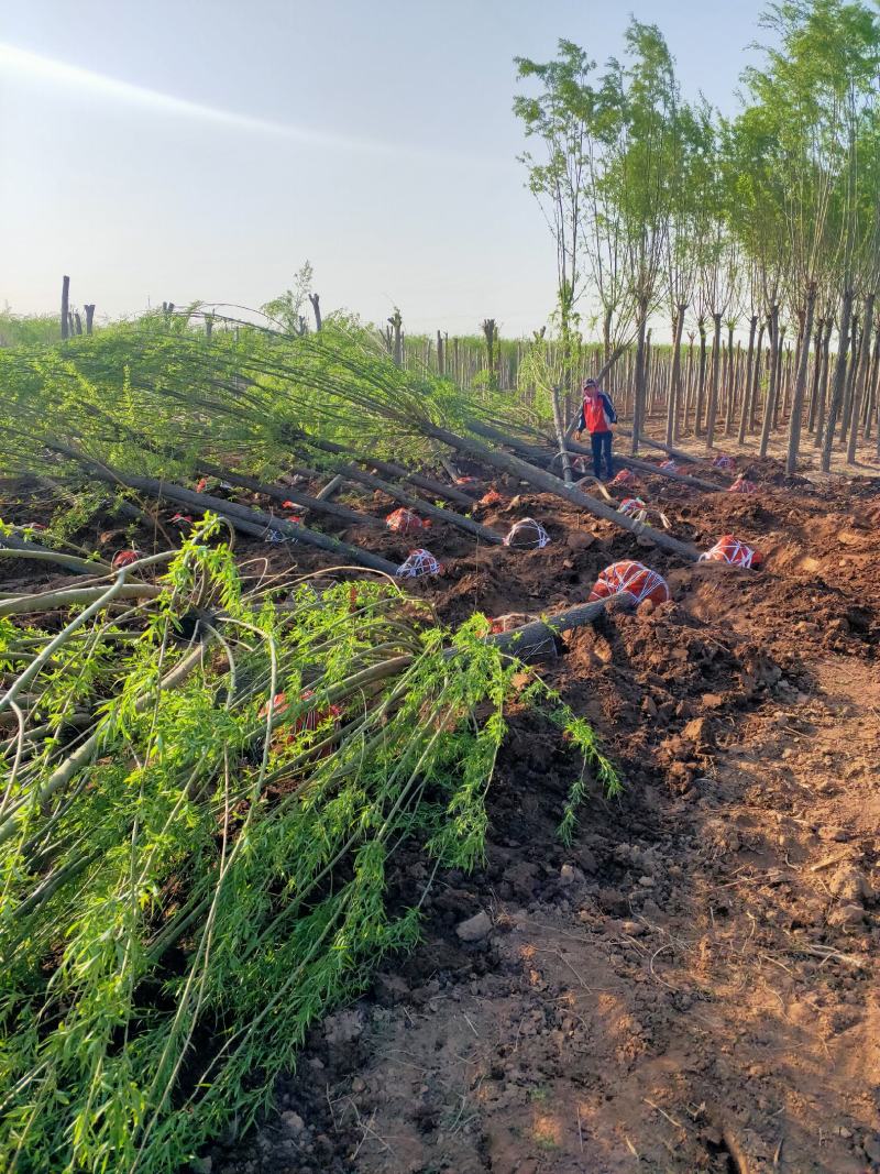 出售定杆发帽旱柳，8-12公分，基地直供，支现场看货