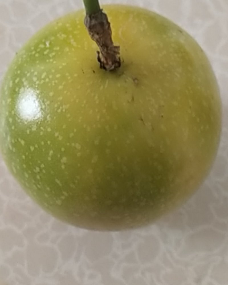 广西藤县精品黄金果百香果。。。。。。。。