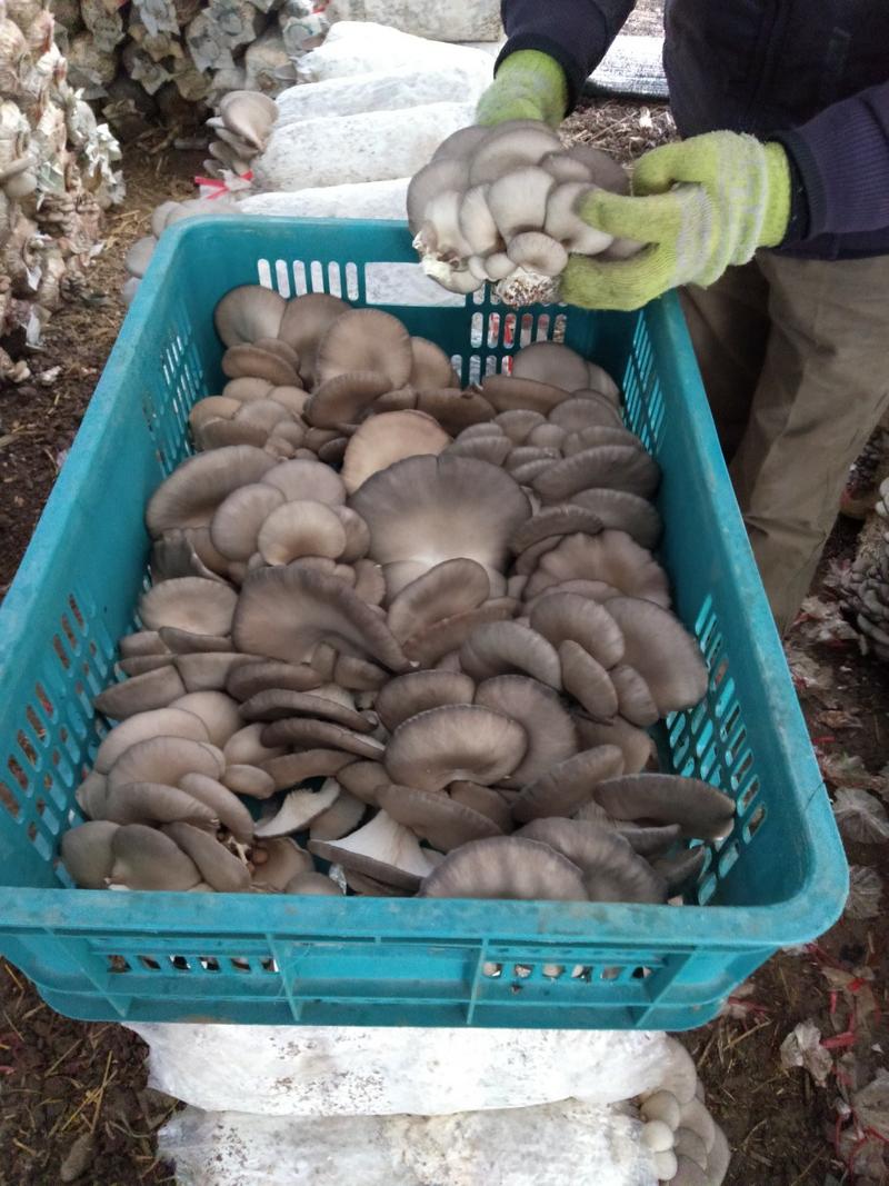 大量供货蘑菇，日供3万斤