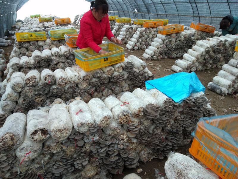 大量供货蘑菇，日供3万斤