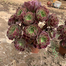 清棚处理老桩多肉植物法师欧版紫羊绒，尺寸大花型周正！